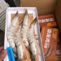 【对虾】渤海湾大对虾高品质规格齐全产地直发