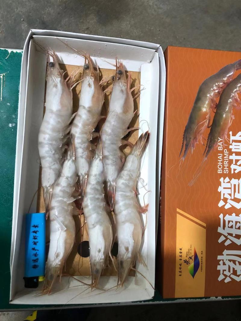 【对虾】渤海湾大对虾高品质规格齐全产地直发