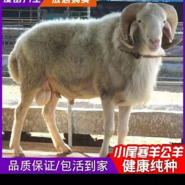 小尾寒羊，成长发育快，抗病能力强，繁殖力强，耐寒耐热