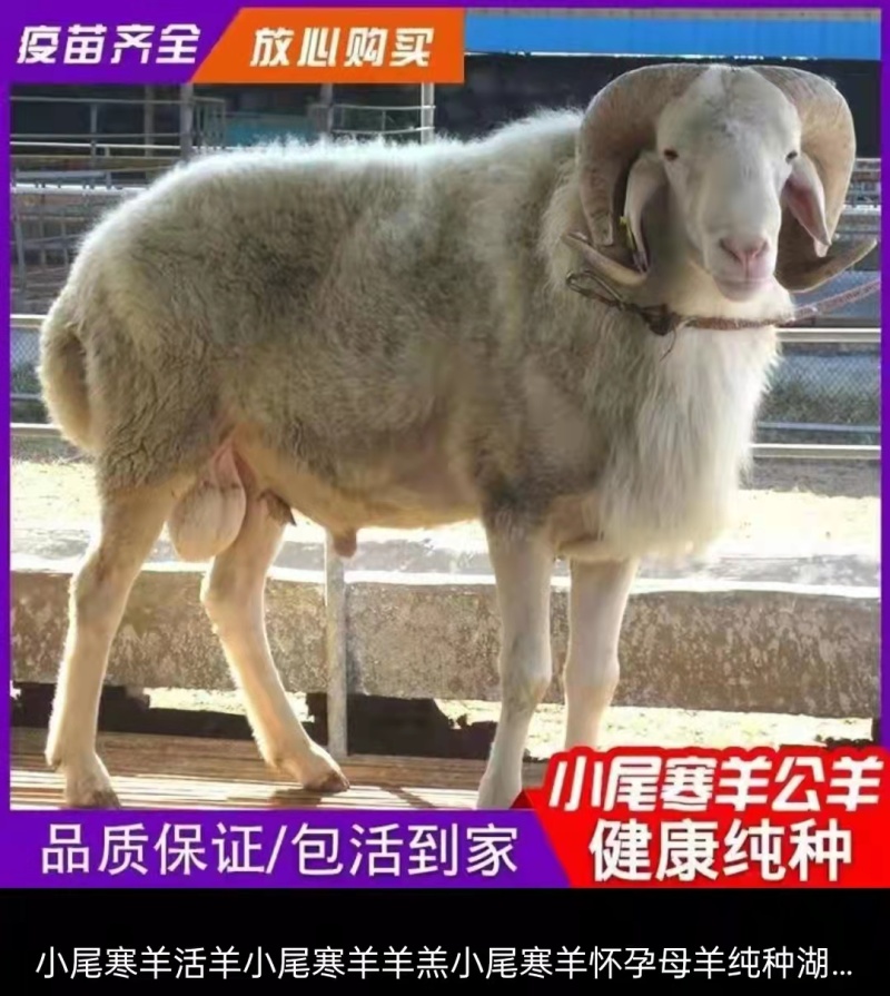 小尾寒羊，成长发育快，抗病能力强，繁殖力强，耐寒耐热