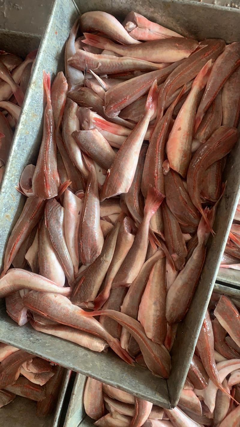 【红头鱼】红娘鱼红六角原料和成品都批发供应全国