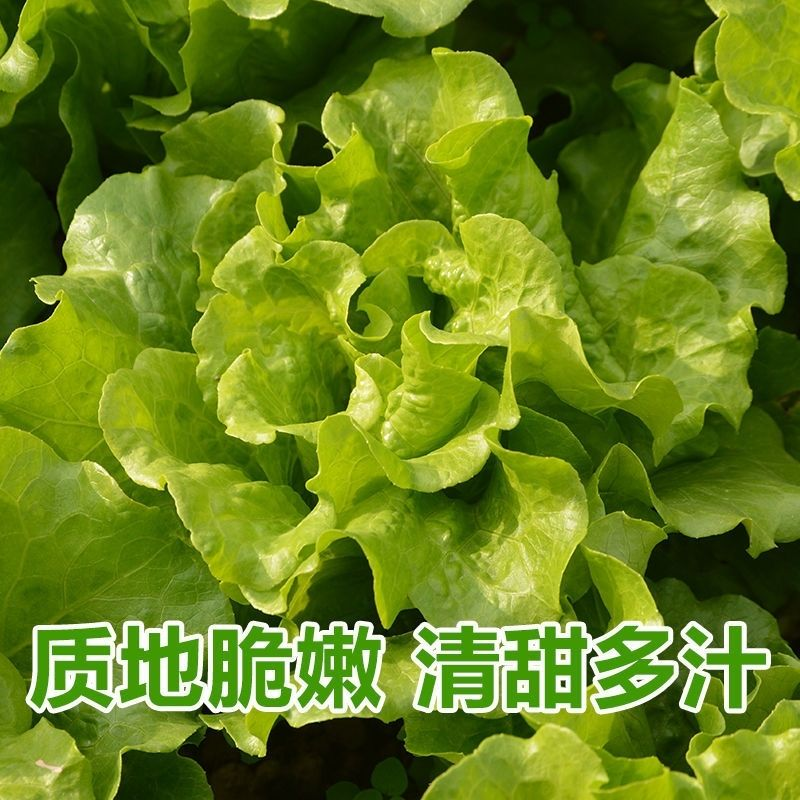精品意大利生菜大量供应中，欢迎欢迎全国各地老板前来采购！
