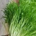 沈阳苦叶精品苦菊大量供应叶菜中欢迎老板前来选购配车发货