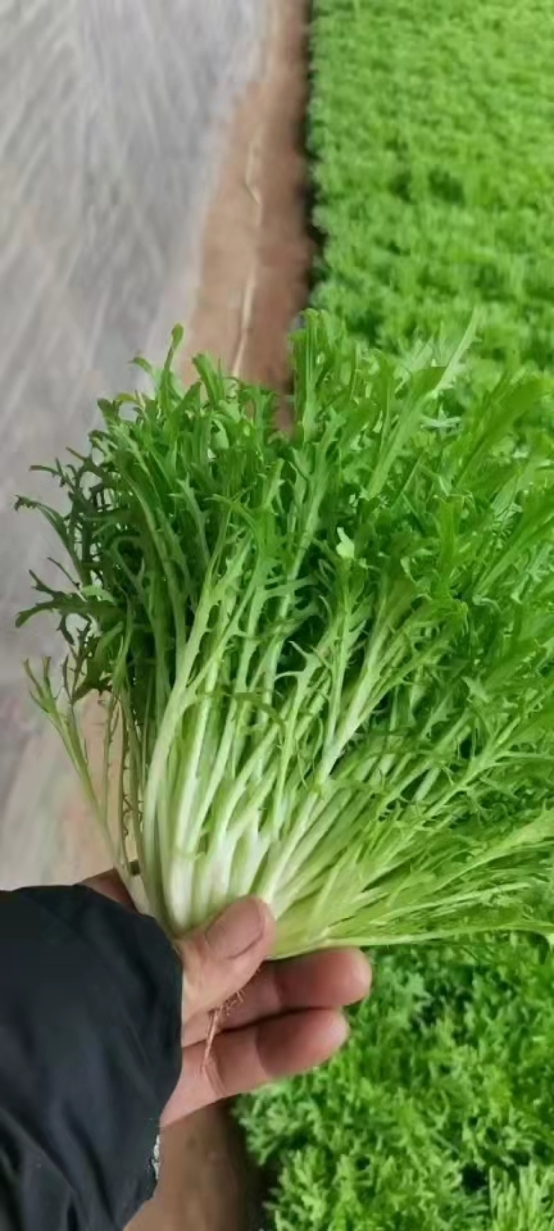 沈阳苦叶精品苦菊大量供应叶菜中欢迎老板前来选购配车发货