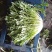 沈阳苦叶精品苦菊大量供应叶菜中欢迎老板前来选购配车发货