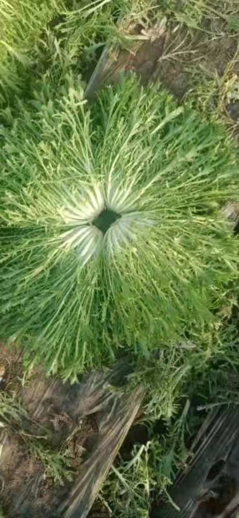 沈阳苦叶精品苦菊大量供应叶菜中欢迎老板前来选购配车发货