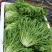 沈阳苦叶精品苦菊大量供应叶菜中欢迎老板前来选购配车发货