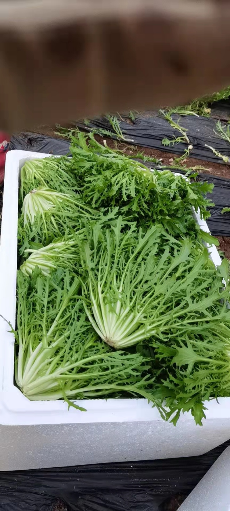 沈阳苦叶精品苦菊大量供应叶菜中欢迎老板前来选购配车发货