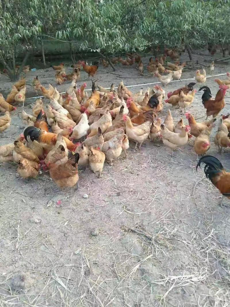 浙江嘉兴活鸡土鸡山地放养精品土鸡十个月以上，欢迎下单