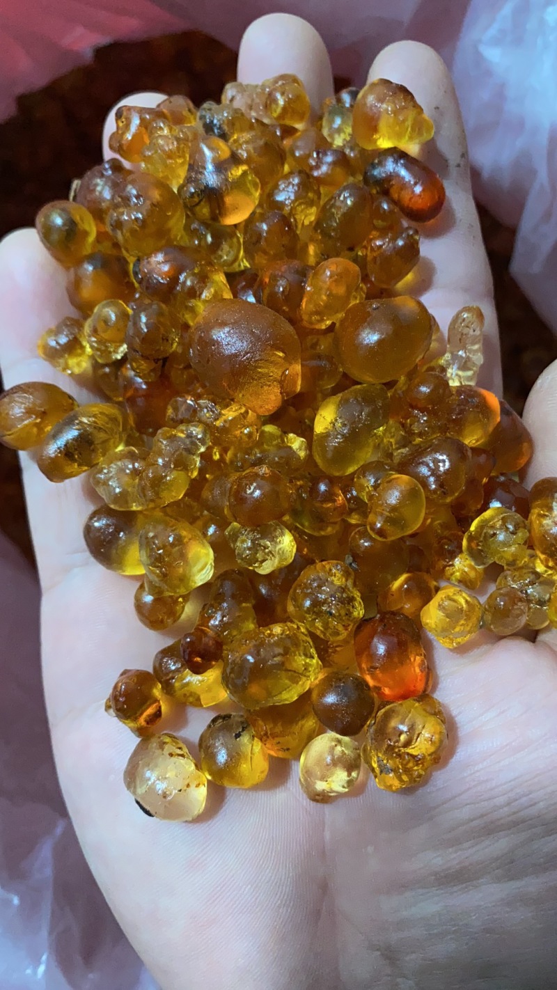 精品纯黄纯颗粒珍珠桃胶小颗粒桃胶桃胶野生可视频看货