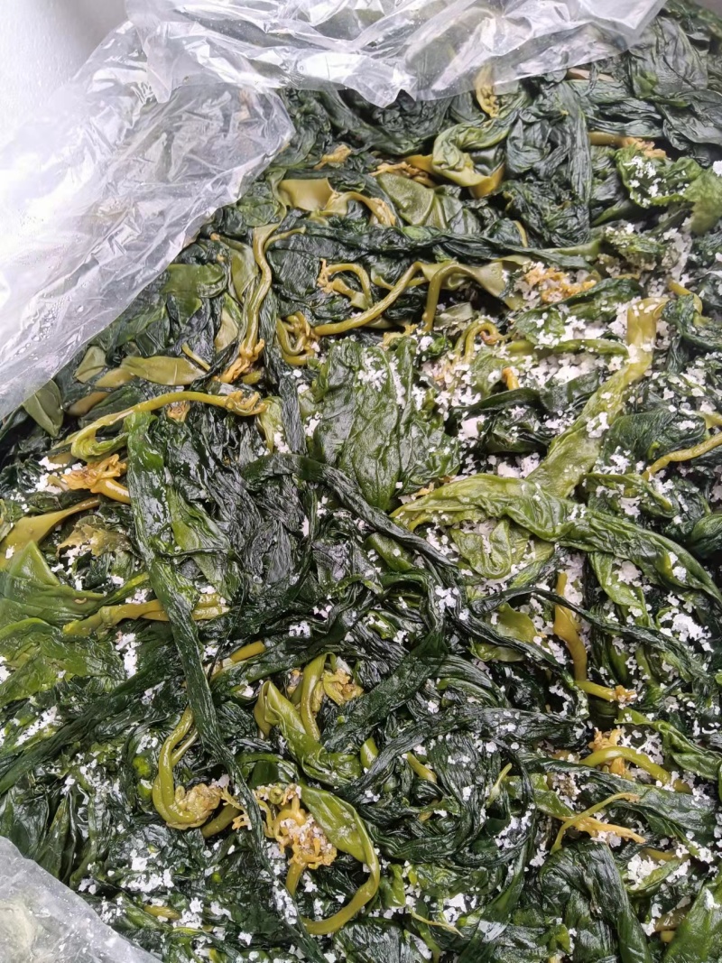 海带苗产地直发，货源充足，诚信经营，一手货源