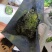 海带苗产地直发，货源充足，诚信经营，一手货源
