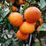 红美人柑橘苗正宗嫁接柑橘苗规格齐全品种纯正