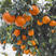 红美人柑橘苗正宗嫁接柑橘苗规格齐全品种纯正