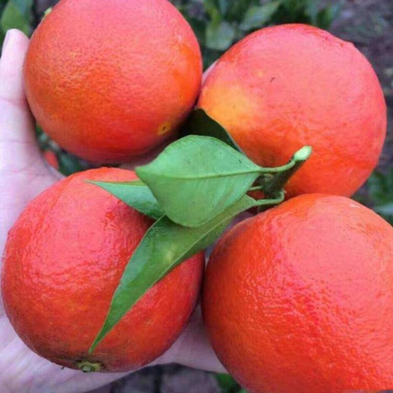 塔罗科4号血橙苗正宗嫁接血橙苗规格齐全品种纯正