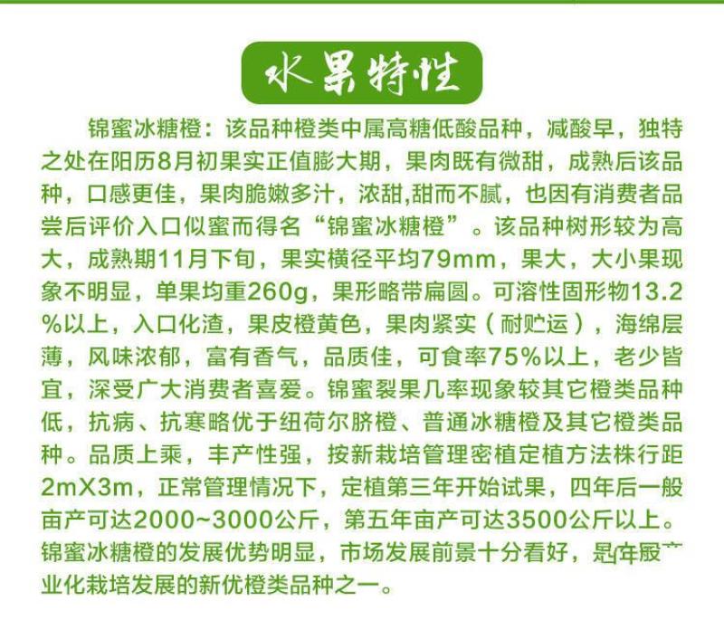 锦蜜冰糖橙苗正宗嫁接冰糖纽荷尔九月红橙苗品种纯正