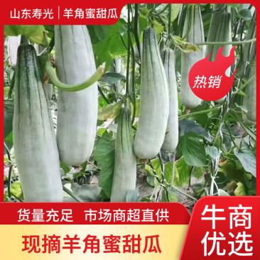 羊角蜜甜瓜，新鲜采摘，产地直供，专供市场，超市，电商，