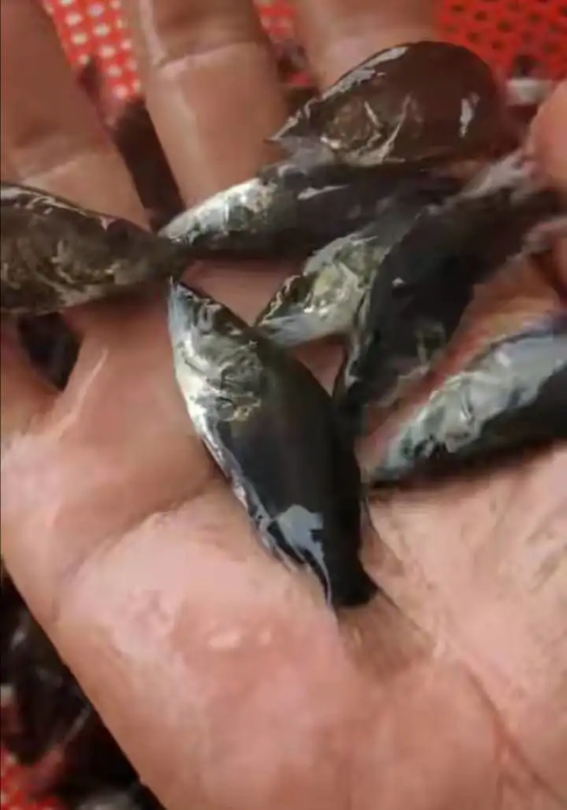重庆鳜鱼，桂鱼塘口直发，钓场供应一手货源，保证品质