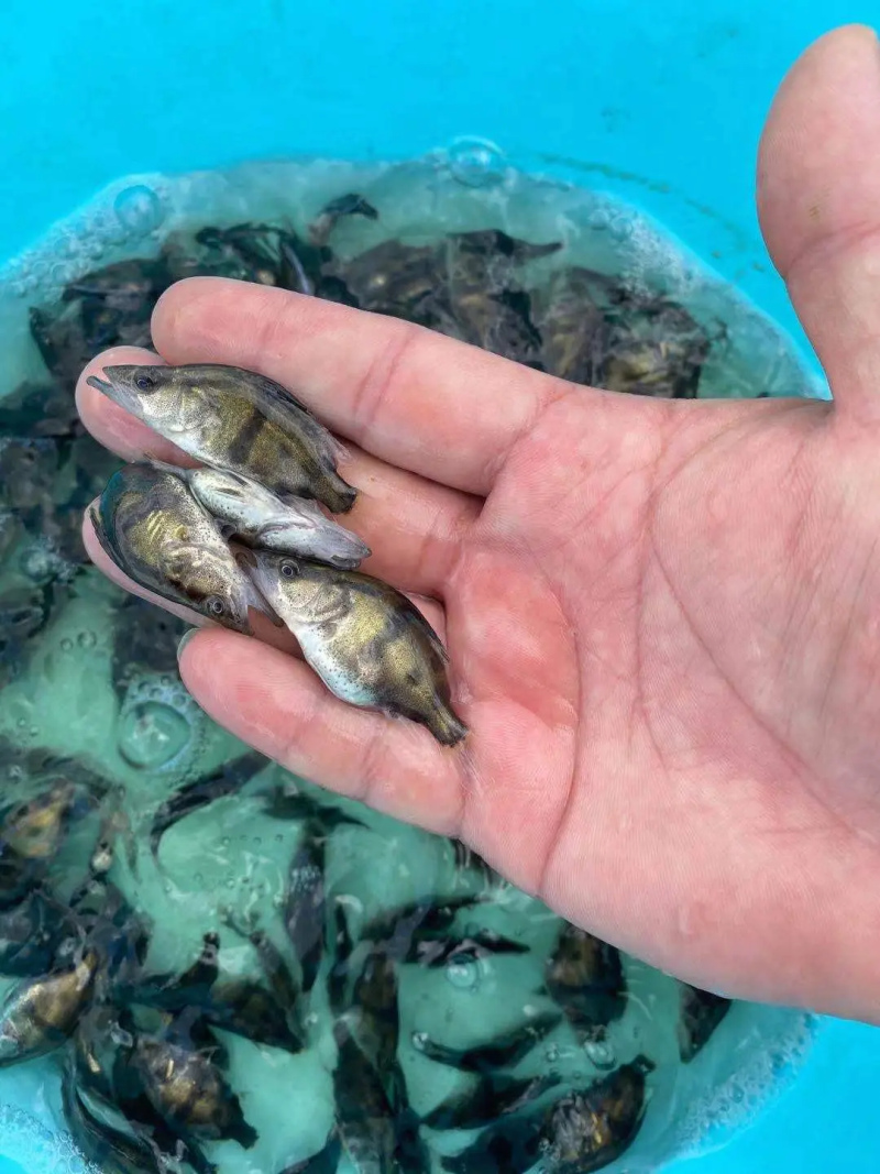 重庆鳜鱼，桂鱼塘口直发，钓场供应一手货源，保证品质