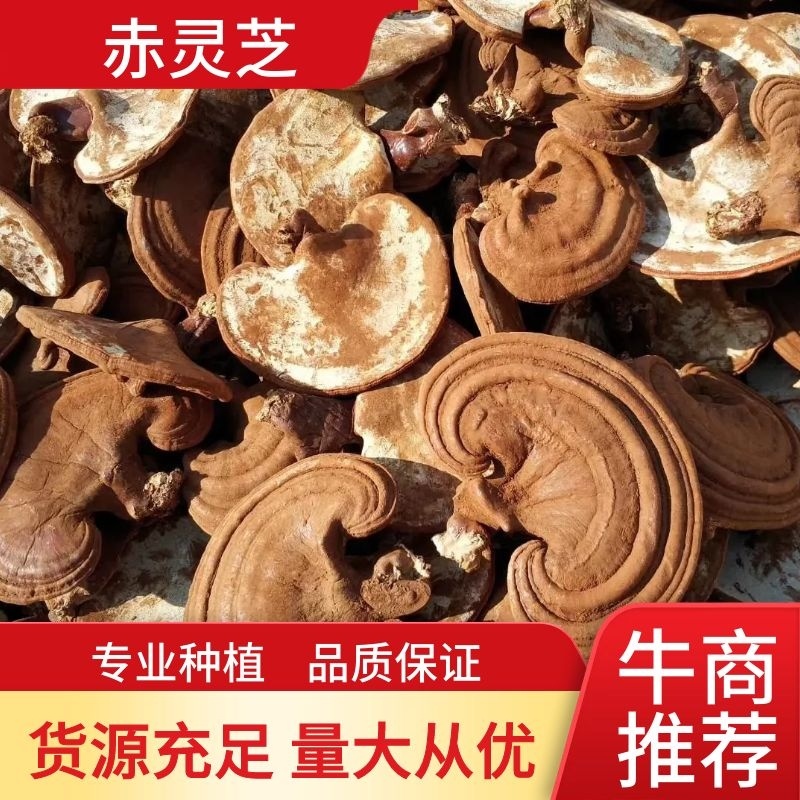 金边灵芝【专业种植】赤灵芝，诚信经营质量保证，欢迎大家