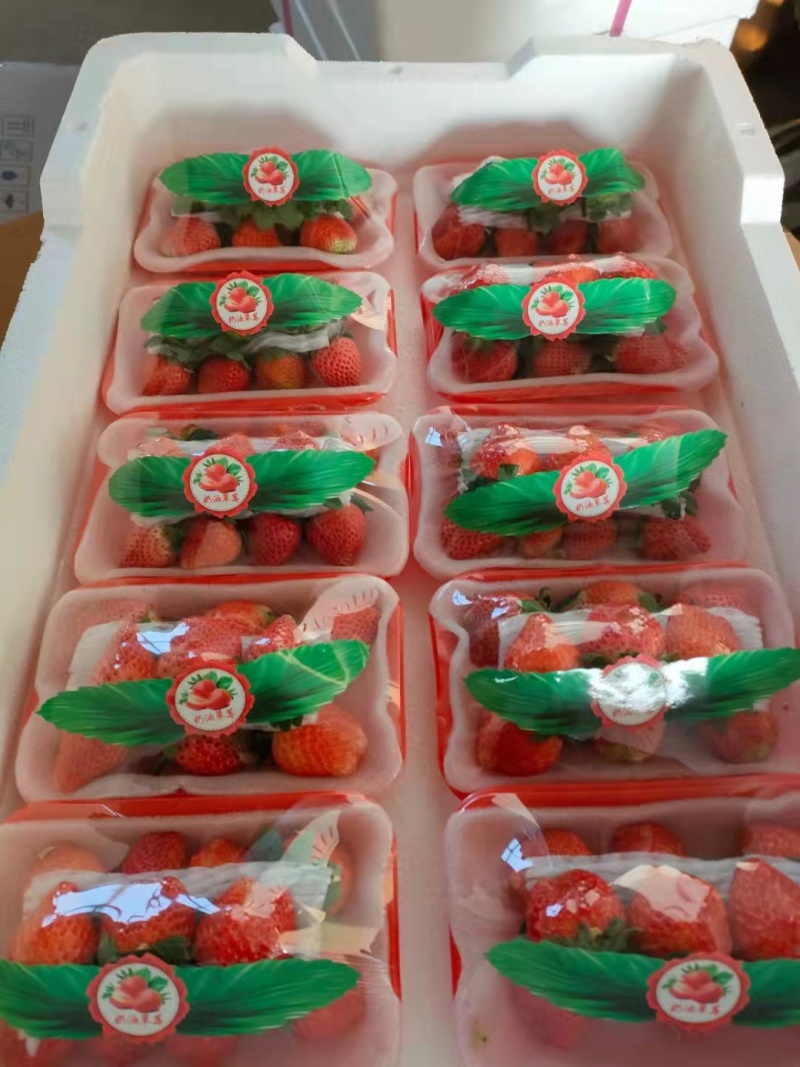 【牛商优选】妙香草莓徐州草莓大量上市对接全国市场