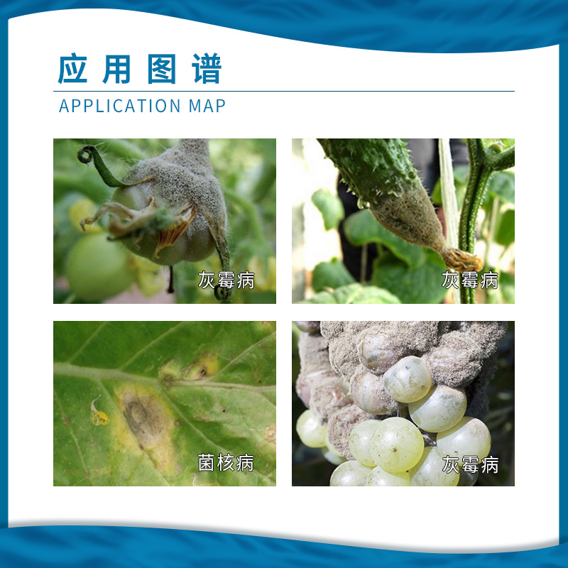 日本住友速克灵50%腐霉利番茄黄瓜草莓灰霉病菌核病杀菌剂