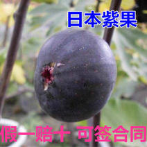 日本紫果无花果苗当年结果树日本紫果苗无花果