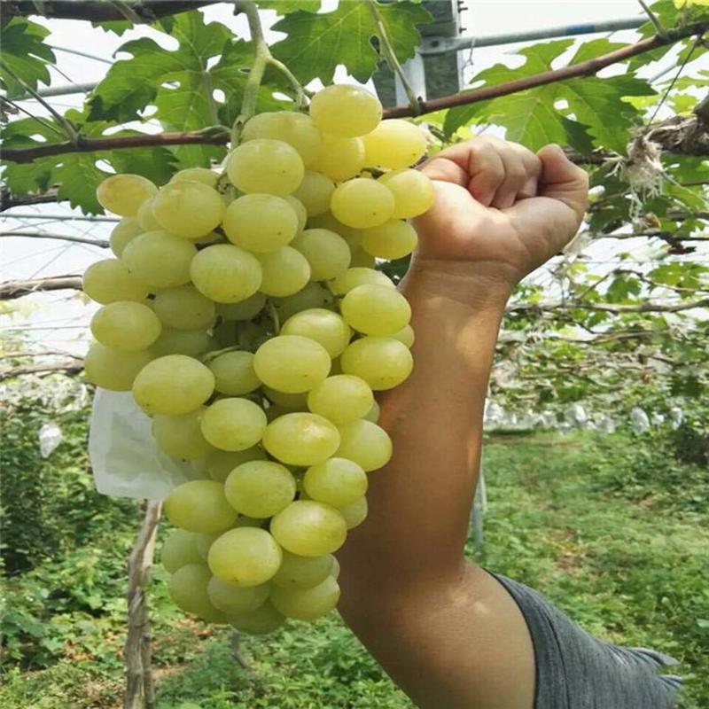 醉金香葡萄苗新品种无核四号葡萄树南方北方种植果