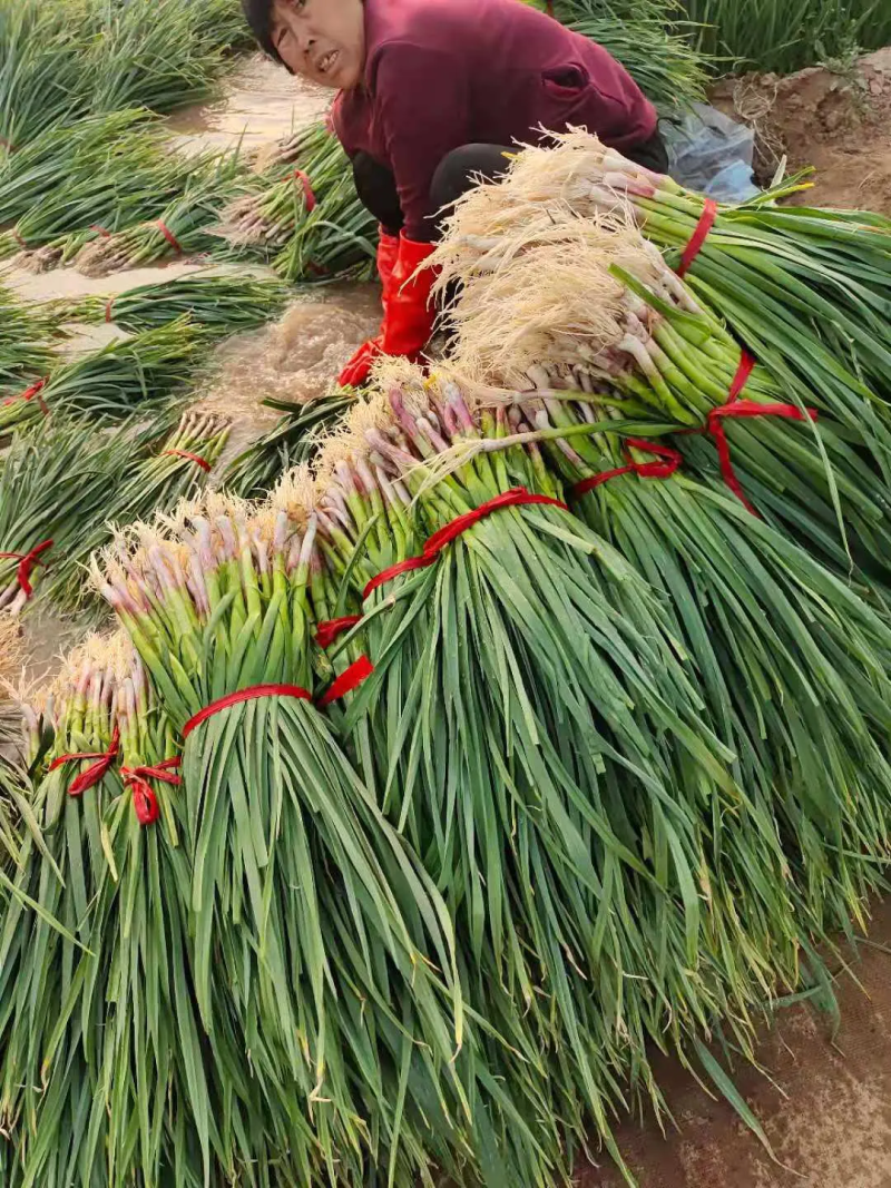 山东水洗蒜苗，全国供应，质优价廉，上货快质量好,欢迎下单