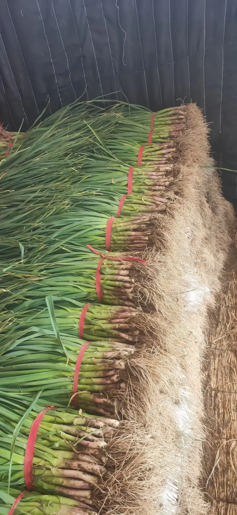 山东水洗蒜苗，全国供应，质优价廉，上货快质量好,欢迎下单
