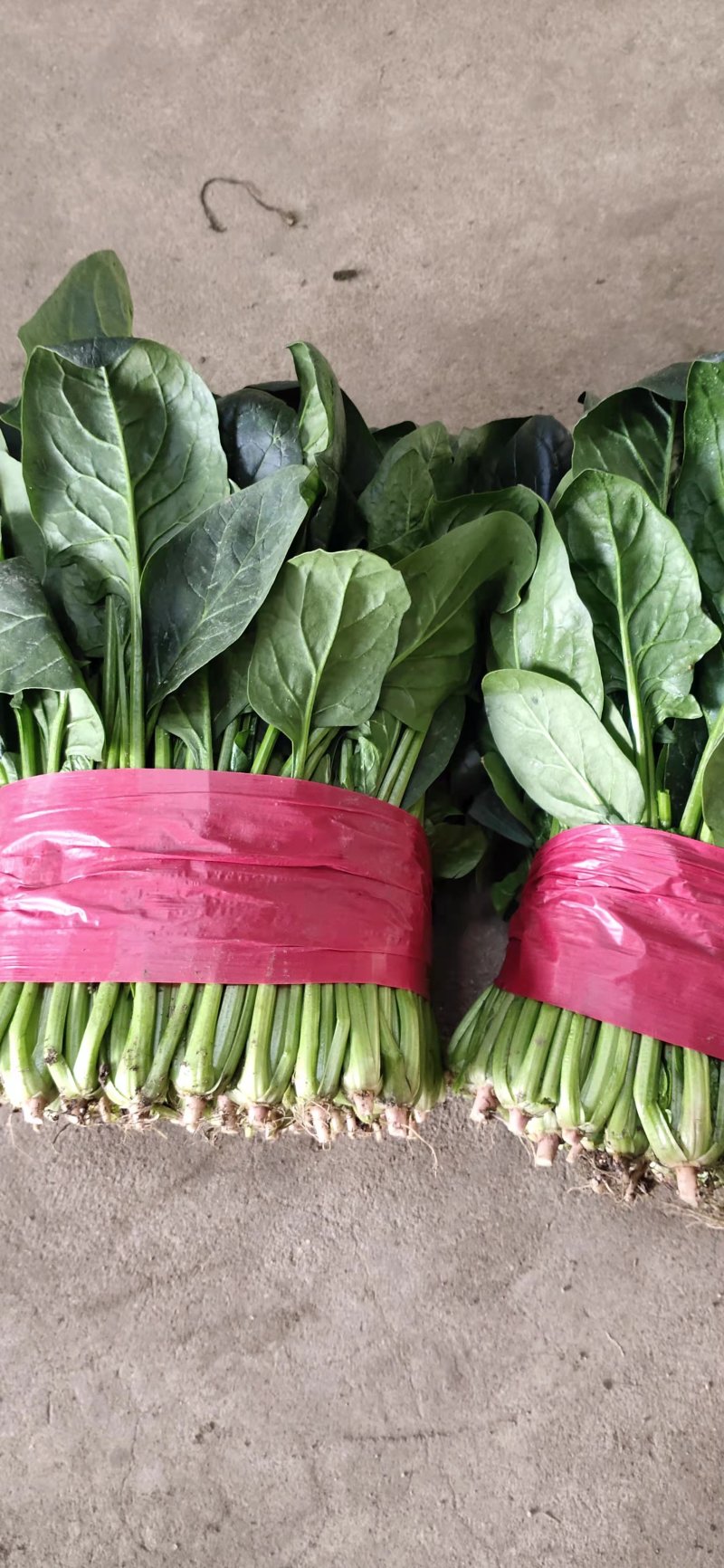 山东泰安大菠菜泡沫箱小菠菜产地发货，货源稳定