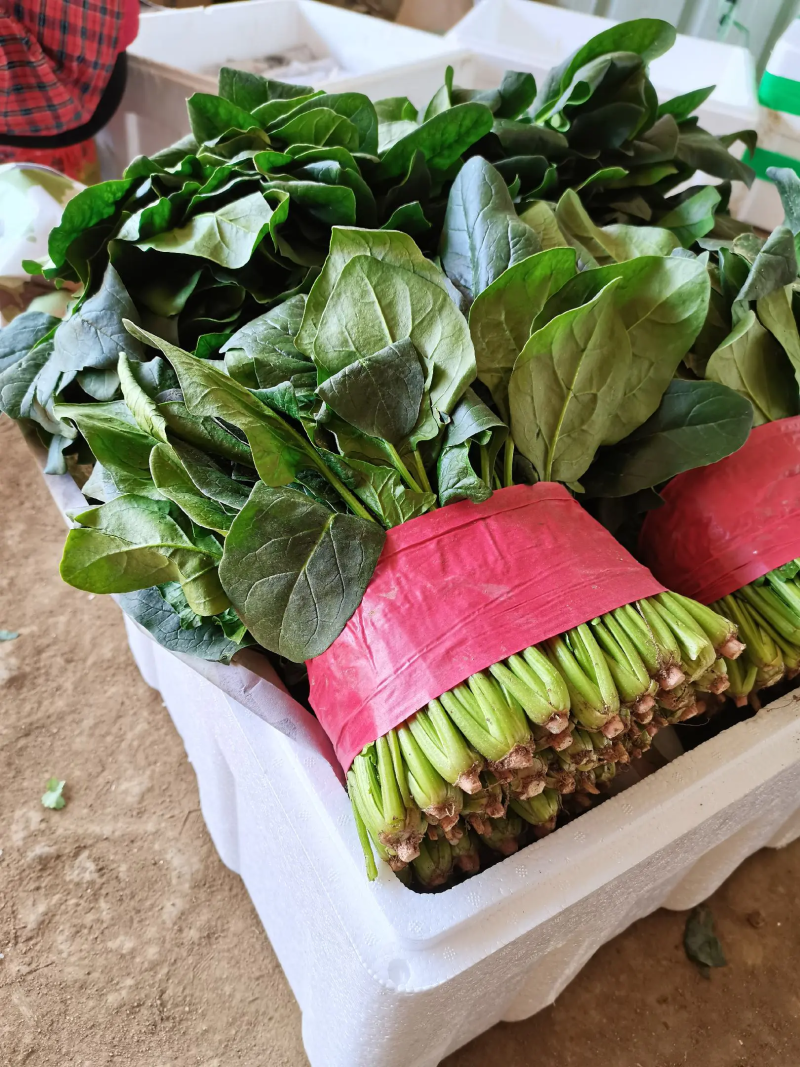 山东泰安大菠菜泡沫箱小菠菜产地发货，货源稳定