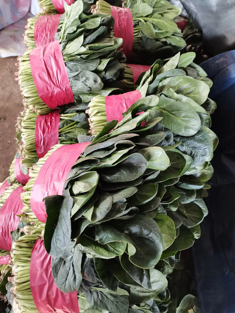 山东泰安大菠菜泡沫箱小菠菜产地发货，货源稳定
