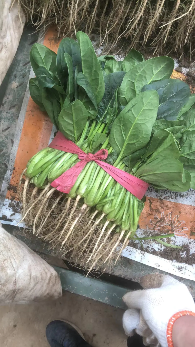 山东泰安大菠菜泡沫箱小菠菜产地发货，货源稳定