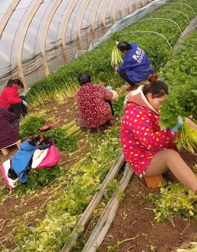 山东精品香芹，芹菜产地直发，质量保证量大优惠，可视频看货