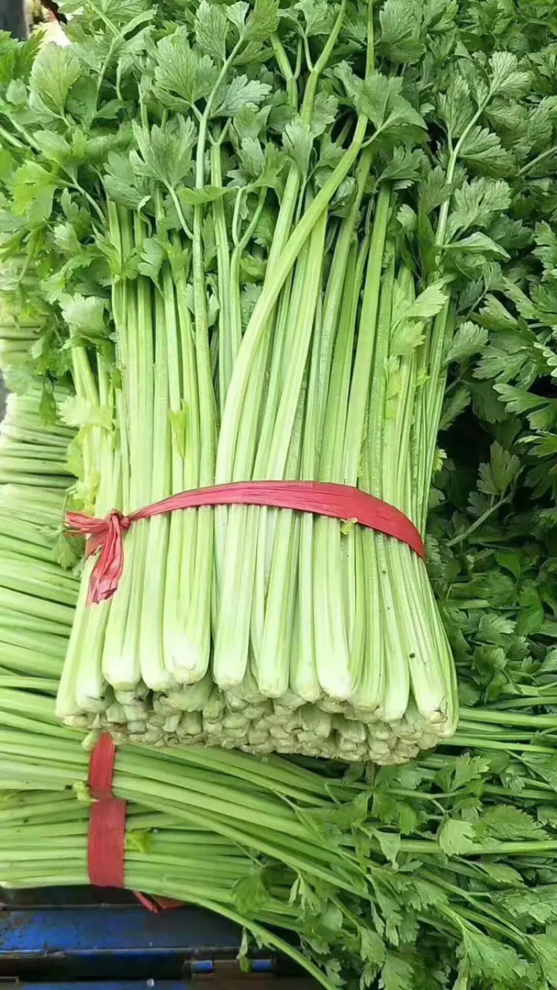 山东精品香芹，芹菜产地直发，质量保证量大优惠，可视频看货