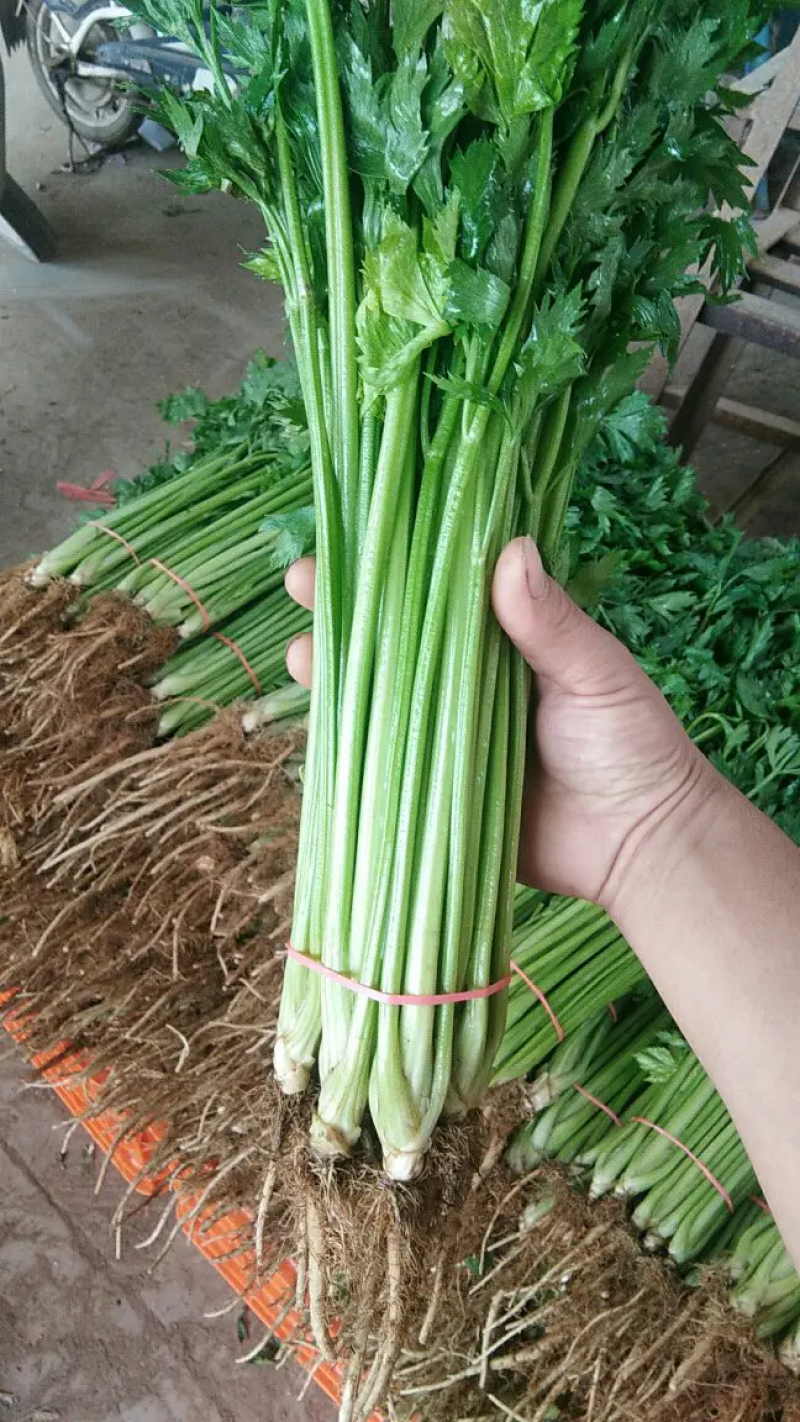 山东精品香芹，芹菜产地直发，质量保证量大优惠，可视频看货