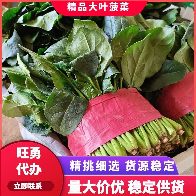 山东泰安大菠菜泡沫箱小菠菜产地发货，货源稳定