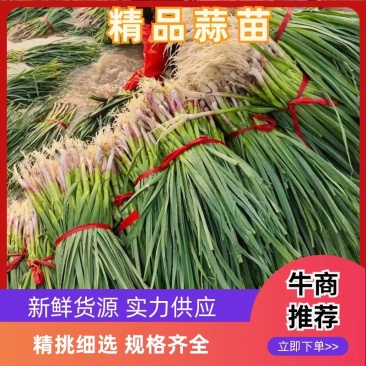 山东水洗蒜苗，全国供应，质优价廉，上货快质量好,欢迎下单