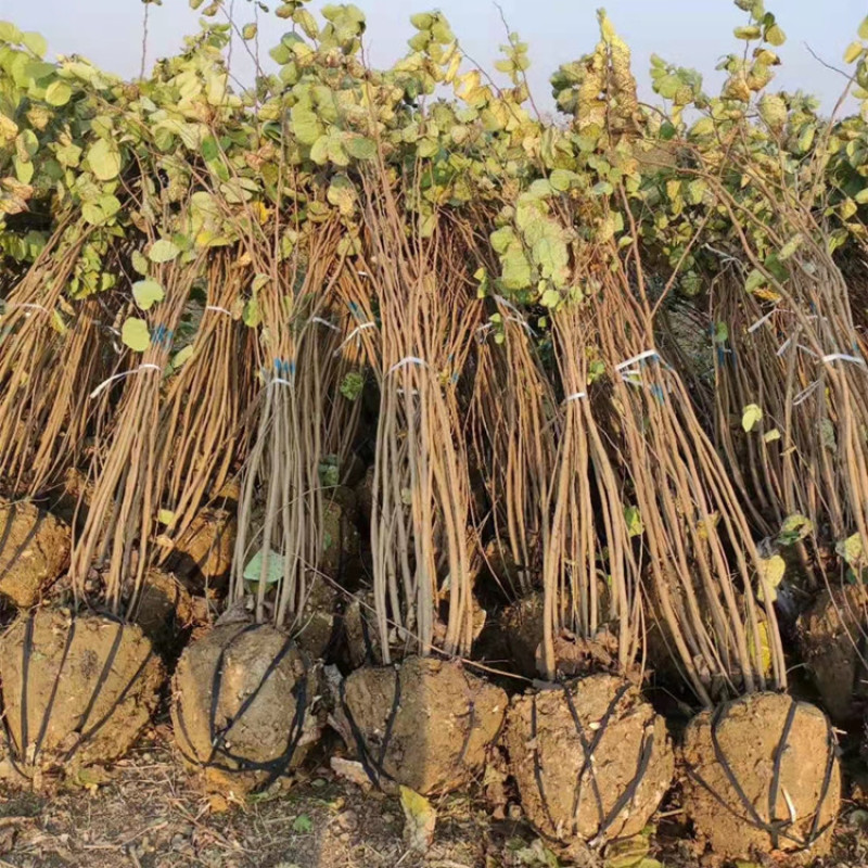 丛生紫荆180-200丛生紫荆基地批发价格货源充足