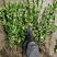 大叶黄杨绿篱苗高度50公分-60公分大叶黄杨工程苗四季常