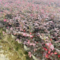 红花继木大杯苗价格红叶继木基地批发价格报价