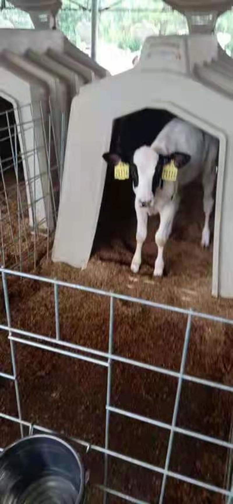 【奶牛】高产奶牛400~500kg基地直供可视频看货