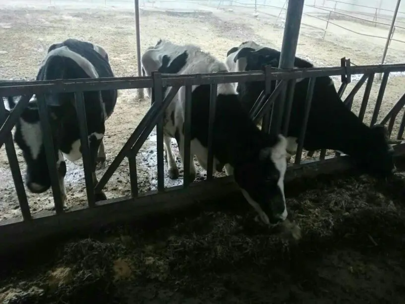 【奶牛】高产奶牛400~500kg基地直供可视频看货