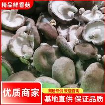 【香菇】鲜香菇电商大集专用香菇物美价廉2.5-6公分
