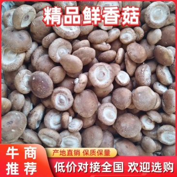 【香菇】河北鲜香菇产地直销可视频看货欢迎选购