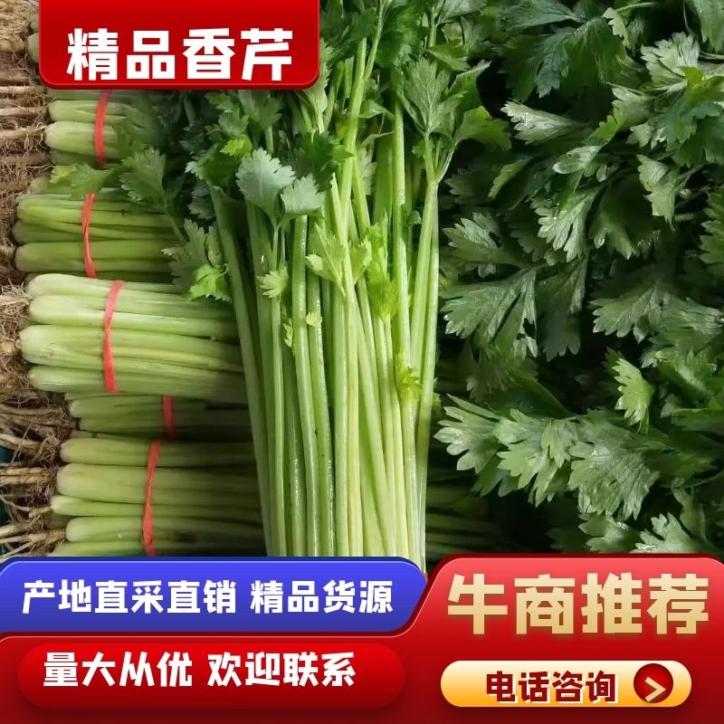 山东精品香芹，芹菜产地直发，质量保证量大优惠，可视频看货