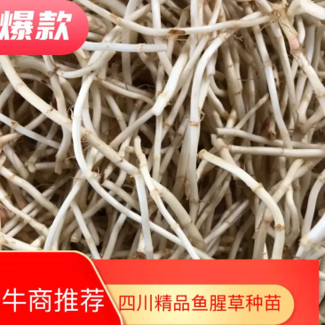 四川高山鱼腥草产地直发货源充足质量🈶️保障支持电商代发