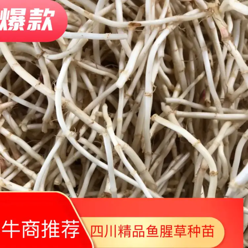 四川高山鱼腥草产地直发货源充足质量🈶️保障支持电商代发