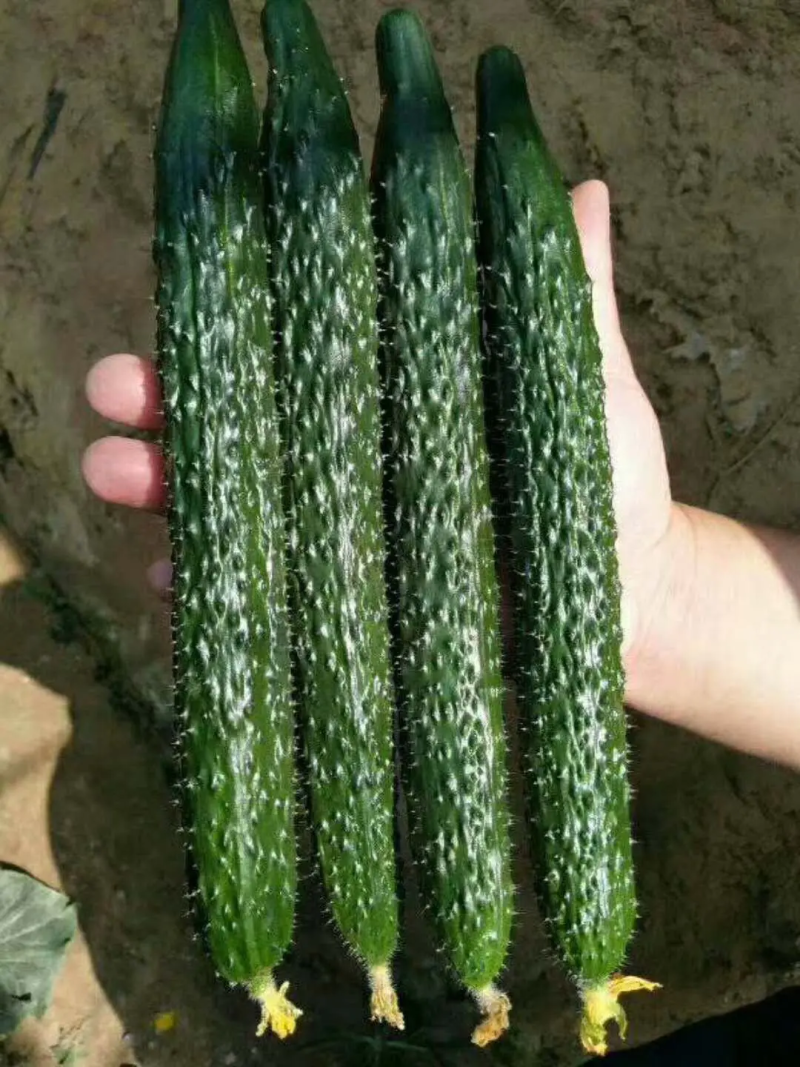 山东精品密刺黄瓜，基地直销，量大从优，货源稳定供应全国
